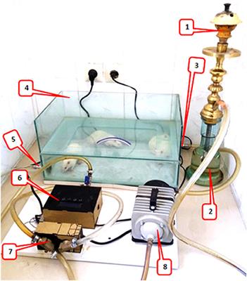 The Effect of Waterpipe Tobacco Smoking on Bone Healing Following Femoral Fractures in Male Rats